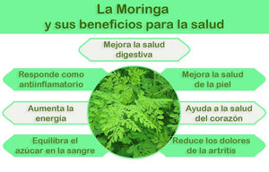 Moringa Orgánica en polvo 90 Cápsulas Vegetales de 500 mg - SuperVida.mx